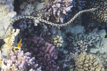 Gepunkteter Schlangenaal