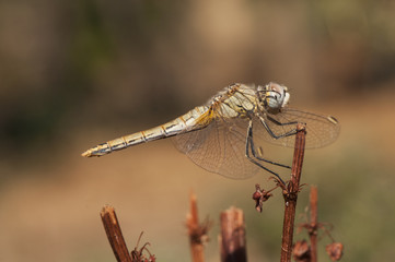 Sympetrum fonscolombii The red-veined darter or nomad one of the most common dragonflies in...