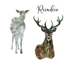 Watercolor reindeer illustration. Hand painted wild forest animal, isolated on white background. Red deer head with horns and silhouette of young animal. For winter holiday cards, Christmas.