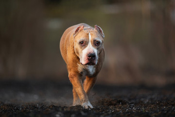 Staffordshire Bull Terrier walking on lonely road in forest