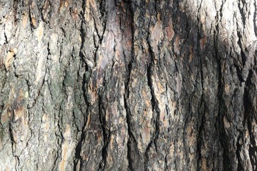 Lebanese Cedar Bark