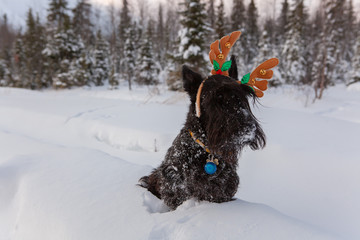 Scottish terrier is posing in a snow