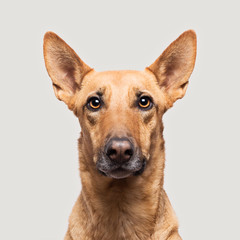 Portrait of a brown dog.