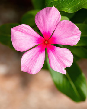 Periwinkle - bright pink flower in Florida
