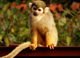 コモンリスザル