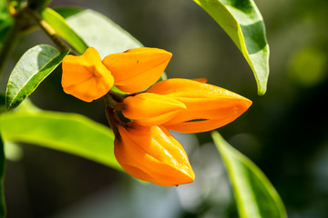 Fototapeta na wymiar Yellow orange flower tree pods ready to bloom in Florida