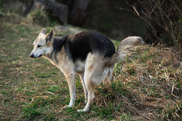 Urban hygiene: Curious Czechoslovakian Wolfdog doing her ablutions in forest rather than on street