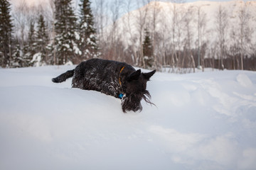 Fototapeta na wymiar Scottish terrier is posing in a snow