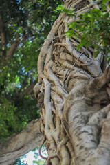 Twisted branches of a ficus tree. Ficus microcarpa is tropical tree with smooth light-gray bark leaves, which grows in Mediterranean climate about 40 ft tall and with an equal spread of crown.