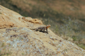 Lizard basking under the sun in Georgian mountains