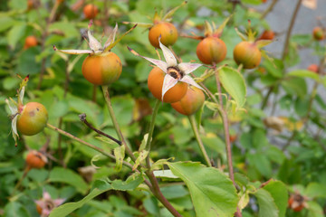 Orange colored Rose Hips