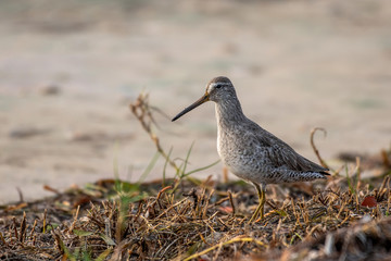 Short billed dowitcher in Florida on the shore