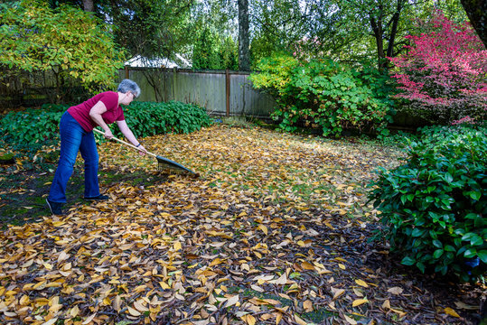 Mature woman raking up fallen wet magnolia leaves off a garden patio