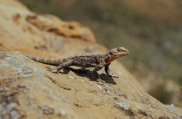 Lizard basking under the sun in Georgian mountains