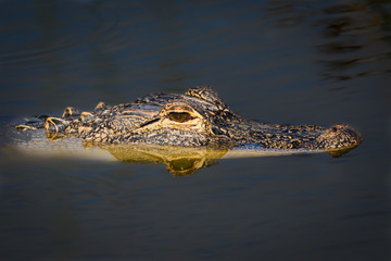 Obraz premium Juvenile gator in water
