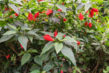 Beautiful bush of tropical red hibiscus flower and buds on Vietnam garden fence