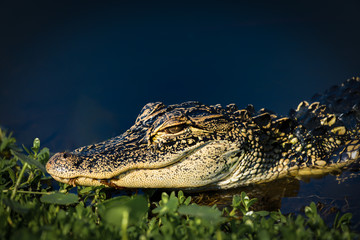 Juvenile gator at shore