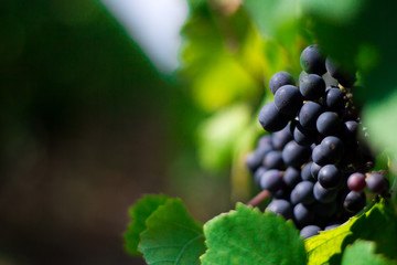grapes on the vine