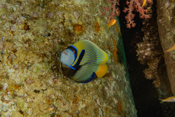 Fish swim in the Red Sea, colorful fish, Eilat Israel