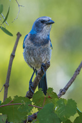 Florida Scrub Jay with green background