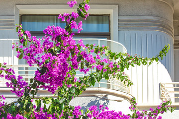 White house balcony with bougenvillea growing in front.