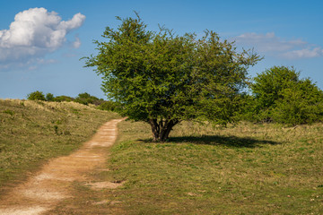 Fototapeta na wymiar A footpath through the Gibraltar Point National Nature Reserve, Lincolnshire, England, UK