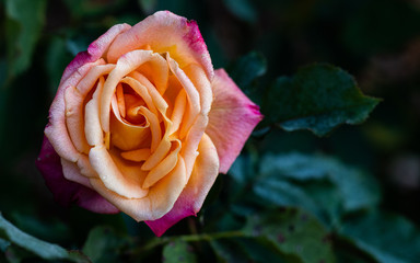 Orange and pink rose on dark background