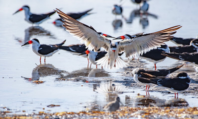 Black skimmer landing on the beach - wings spread