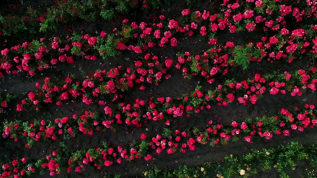 Luftaufnahme von bunten Rosenfeldern im Herbst