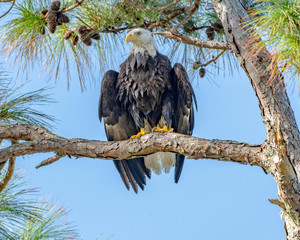 American bald eagle perched with its wings open