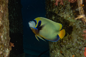 Fish swim in the Red Sea, colorful fish, Eilat Israel