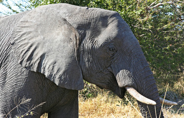 Elefanti africani