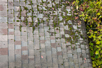 Asphalt single rooftop, growing moss, overhanging branch and foliage