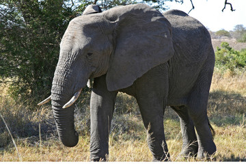 Elefanti africani