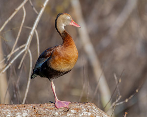 Close up of a whistling duck sleeping on one leg