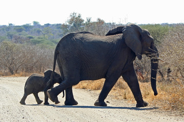 Elefanti africani
