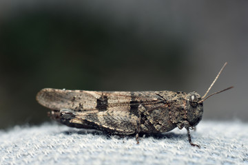 Grasshopper sitting on white background. Orthoptera. Acrididae. Catantopinae. Close-up
