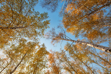 Yellow birches, fall season outdoor background