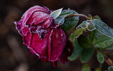 Red rose with frost chrystals on dark background