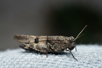 Grasshopper sitting on white background. Orthoptera. Acrididae. Catantopinae. Close-up