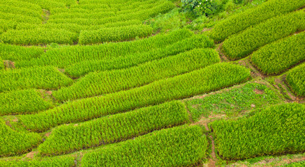 Aerial view of the green terraced rice fields landscape different pattern at morning in the northern thailand