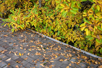 Bright yellow magnolia tree in fall color, branches overhanging rooftop, leaves collecting in roof gutter © knelson20