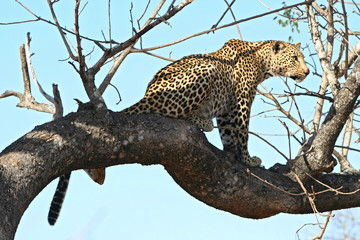 Leopardi africani