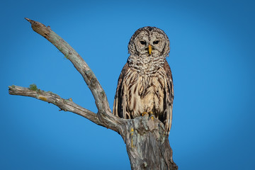 Perched Barred Owl