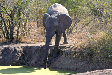 Elefante africano