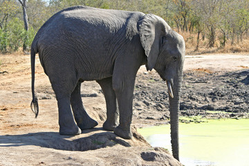 Elefante africano