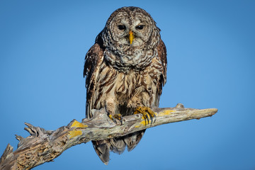 Perched Barred Own