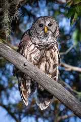 Barred Owl against tree
