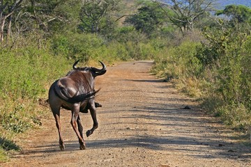 Gnu africani