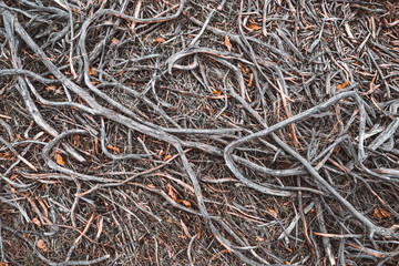 Naturel atmospheric background of juniper roots high in mountains.